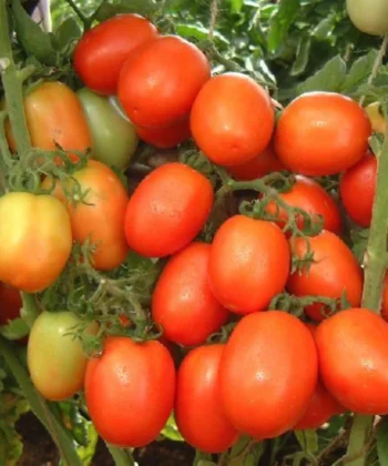 hybrid tamatar
